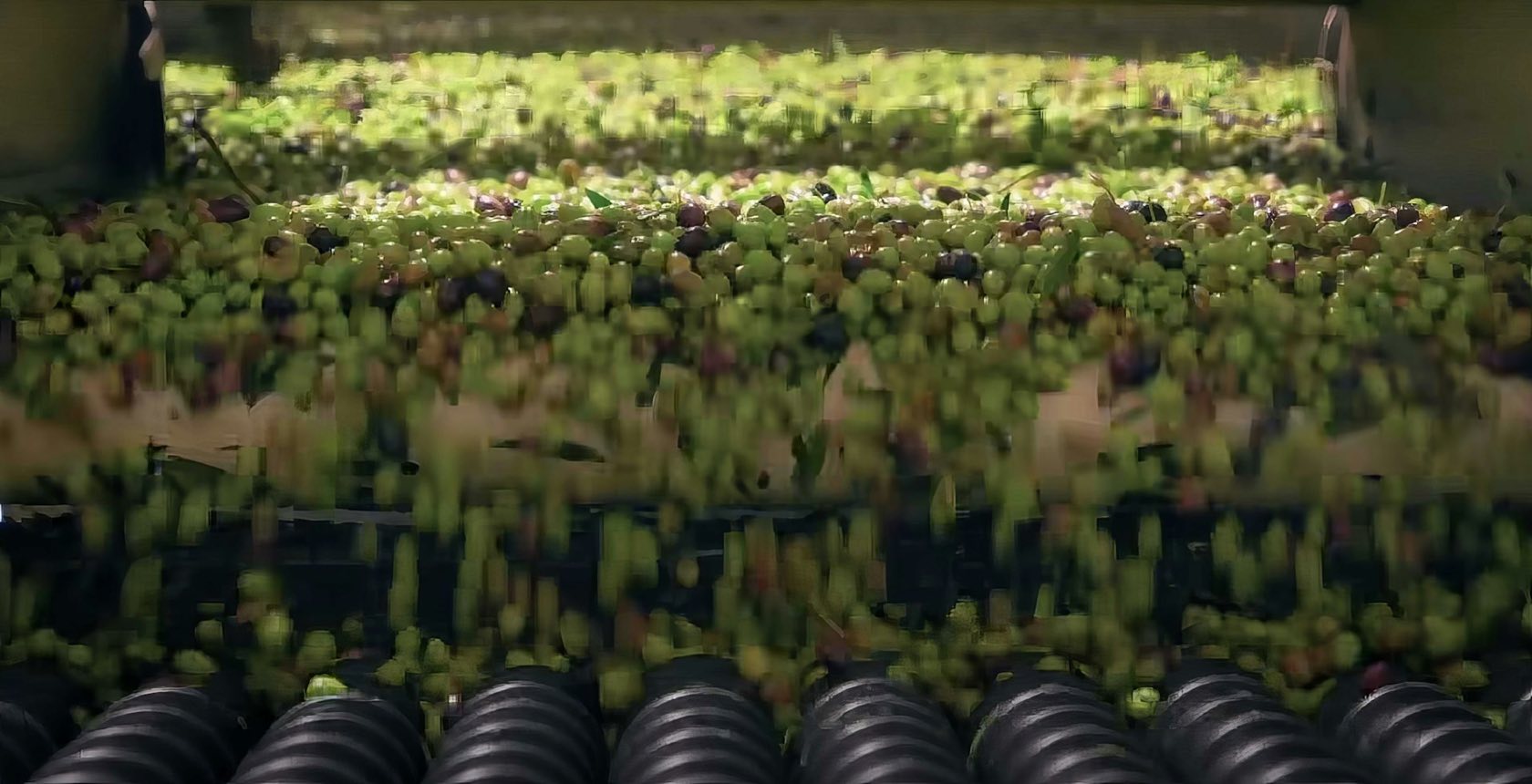 Olives moving along a processing conveyor