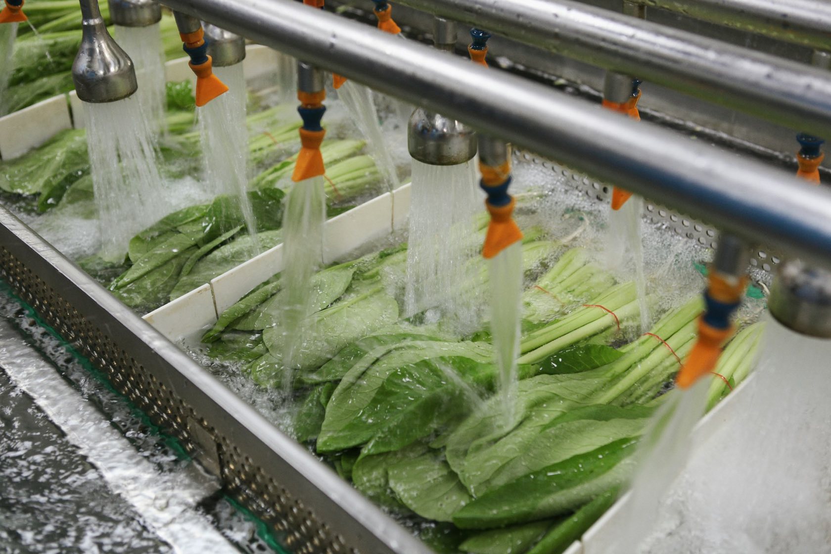Fresh produce being spray-washed on a stainless-steel conveyor